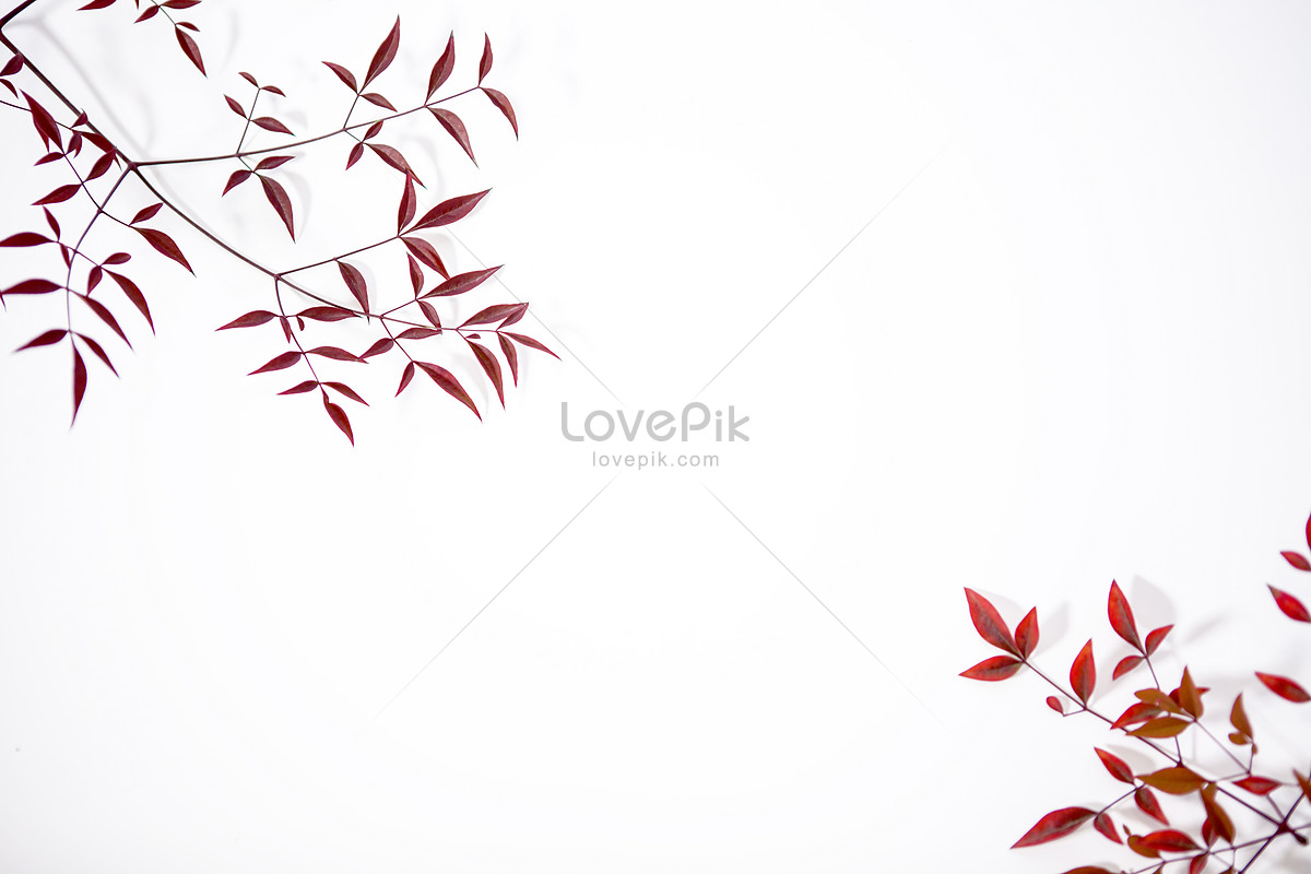 깔끔한 나뭇잎 화이트 배경 소재 사진 무료 다운로드 - Lovepik