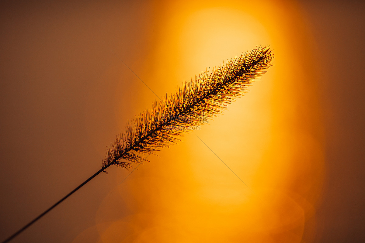 Bunny Tail Grass Images, HD Pictures For Free Vectors Download