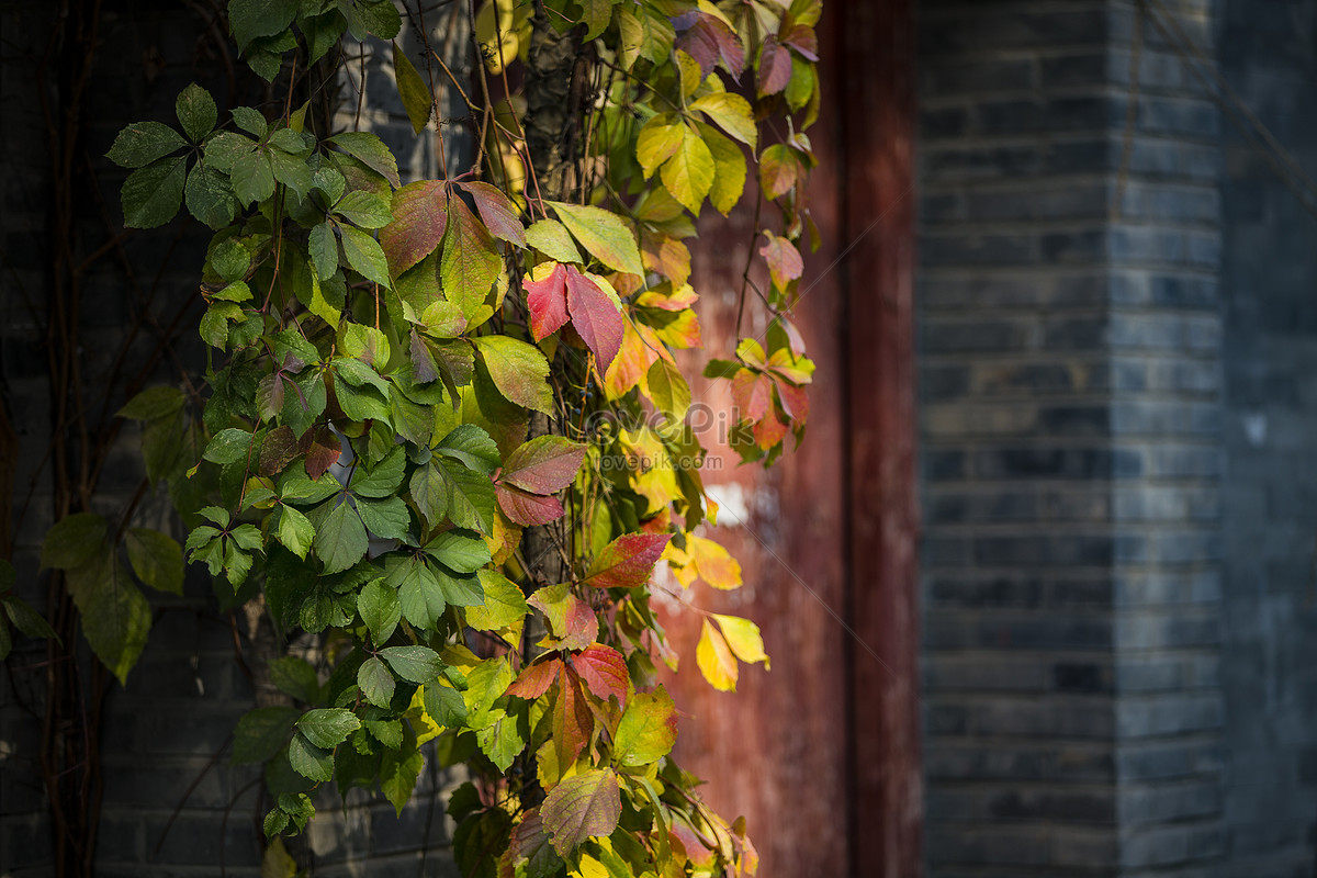 The Hutong Of Red Leaves Picture And HD Photos | Free Download On Lovepik