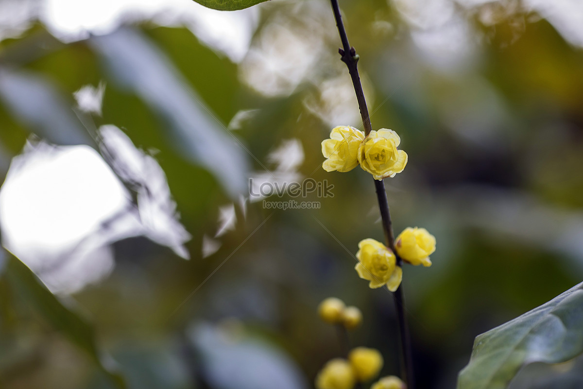 Winter Plum Blossom Picture And Hd Photos Free Download On Lovepik