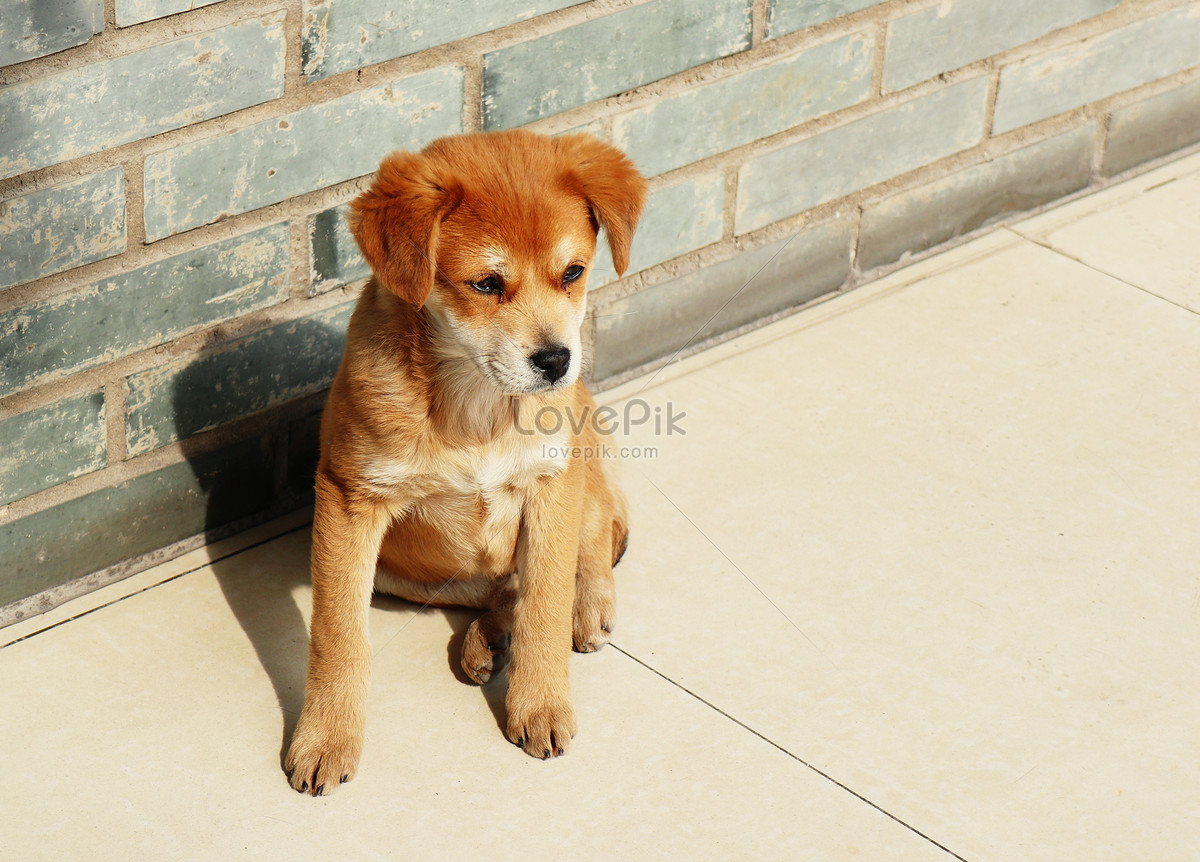 Сидящая желтая собака изображение_Фото номер 500835793_JPG Формат  изображения_ru.lovepik.com