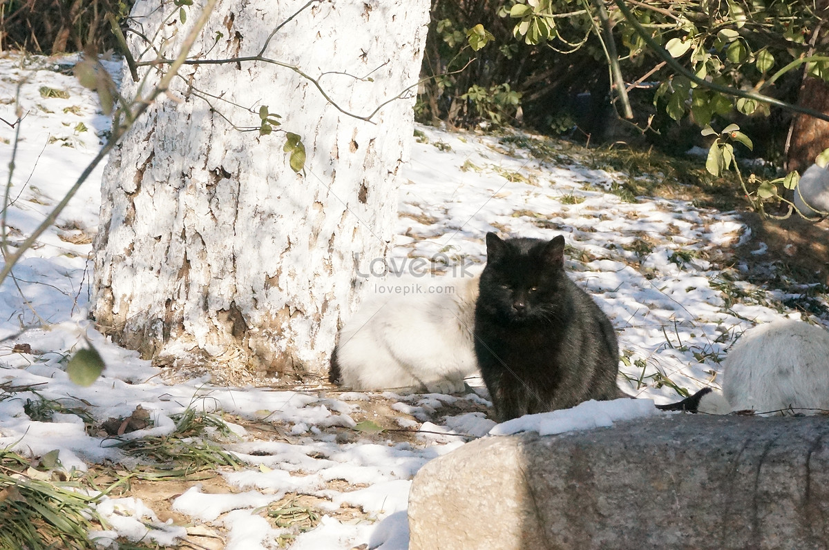 Черная кошка на снегу озера Даминг изображение_Фото номер 500803723_JPG  Формат изображения_ru.lovepik.com