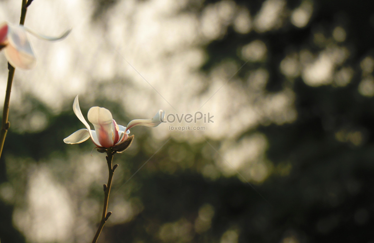 Magnolia Morada Y Blanca Foto | Descarga Gratuita HD Imagen de Foto -  Lovepik