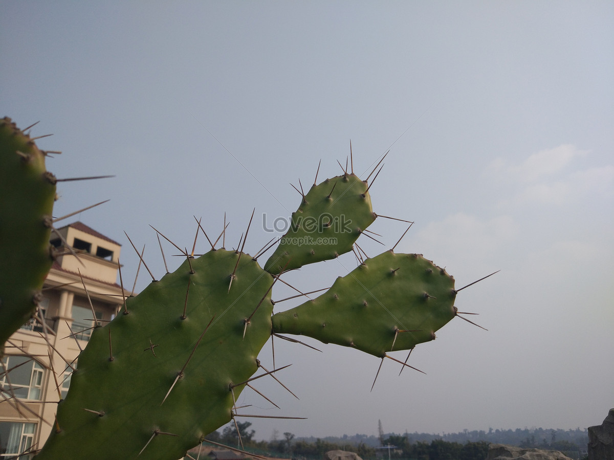 Кактус солнечная ул 2 стр 5 фото Cactus Picture And HD Photos Free Download On Lovepik