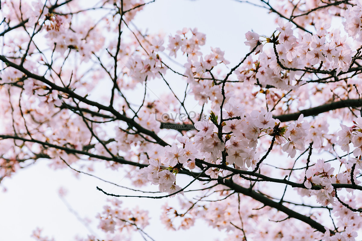 Cherry Blossom Background Picture And HD Photos | Free Download On Lovepik