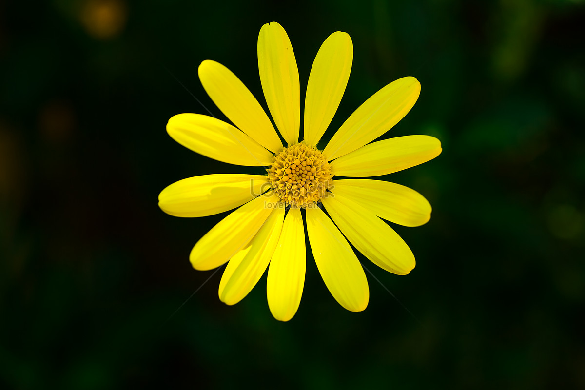 菊花圖圖片素材-JPG圖片尺寸5760 × 3840px-高清圖案500874337-zh ...