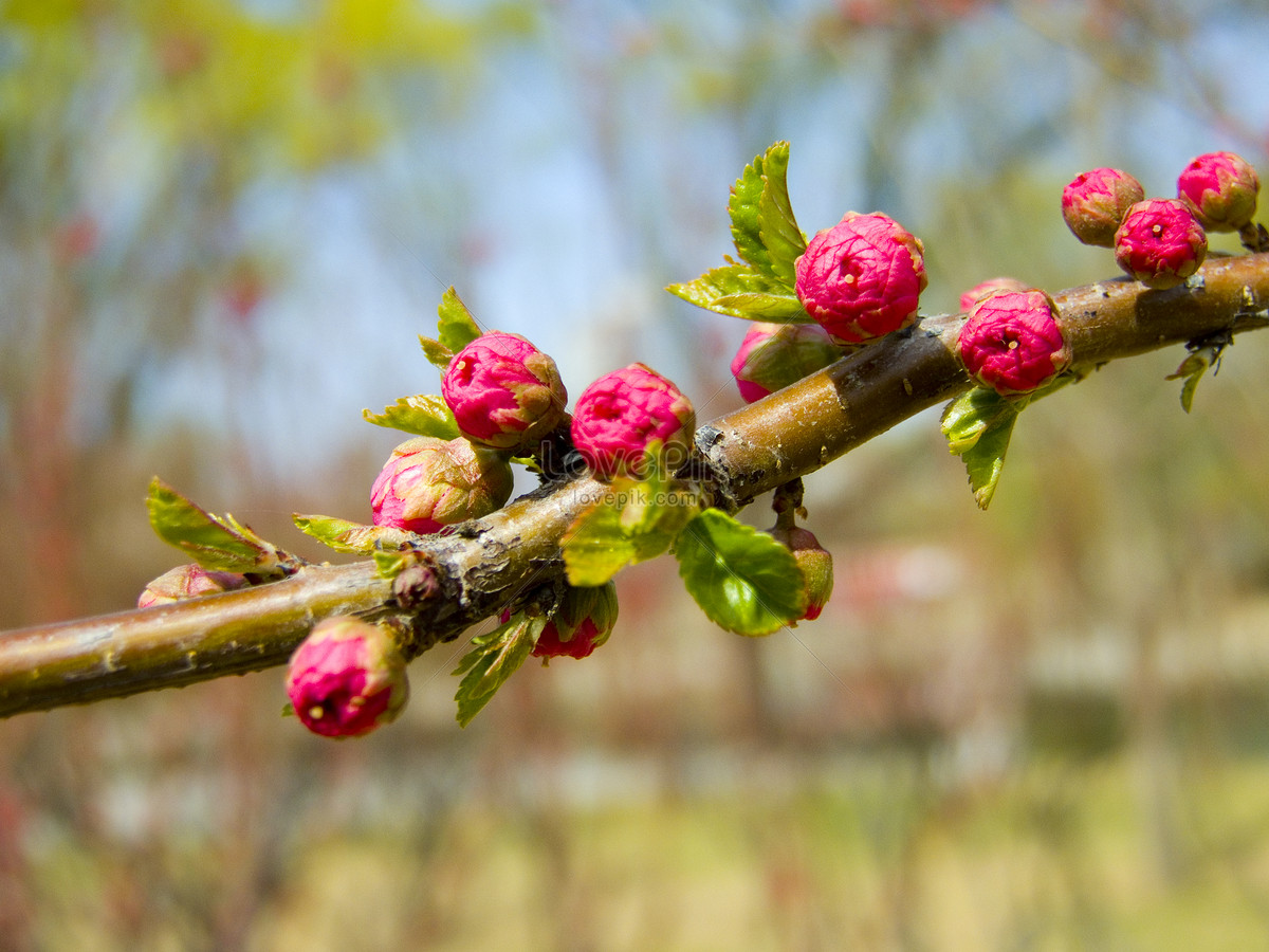 Brotes De Primavera De Flores Pequeñas Foto | Descarga Gratuita HD Imagen  de Foto - Lovepik