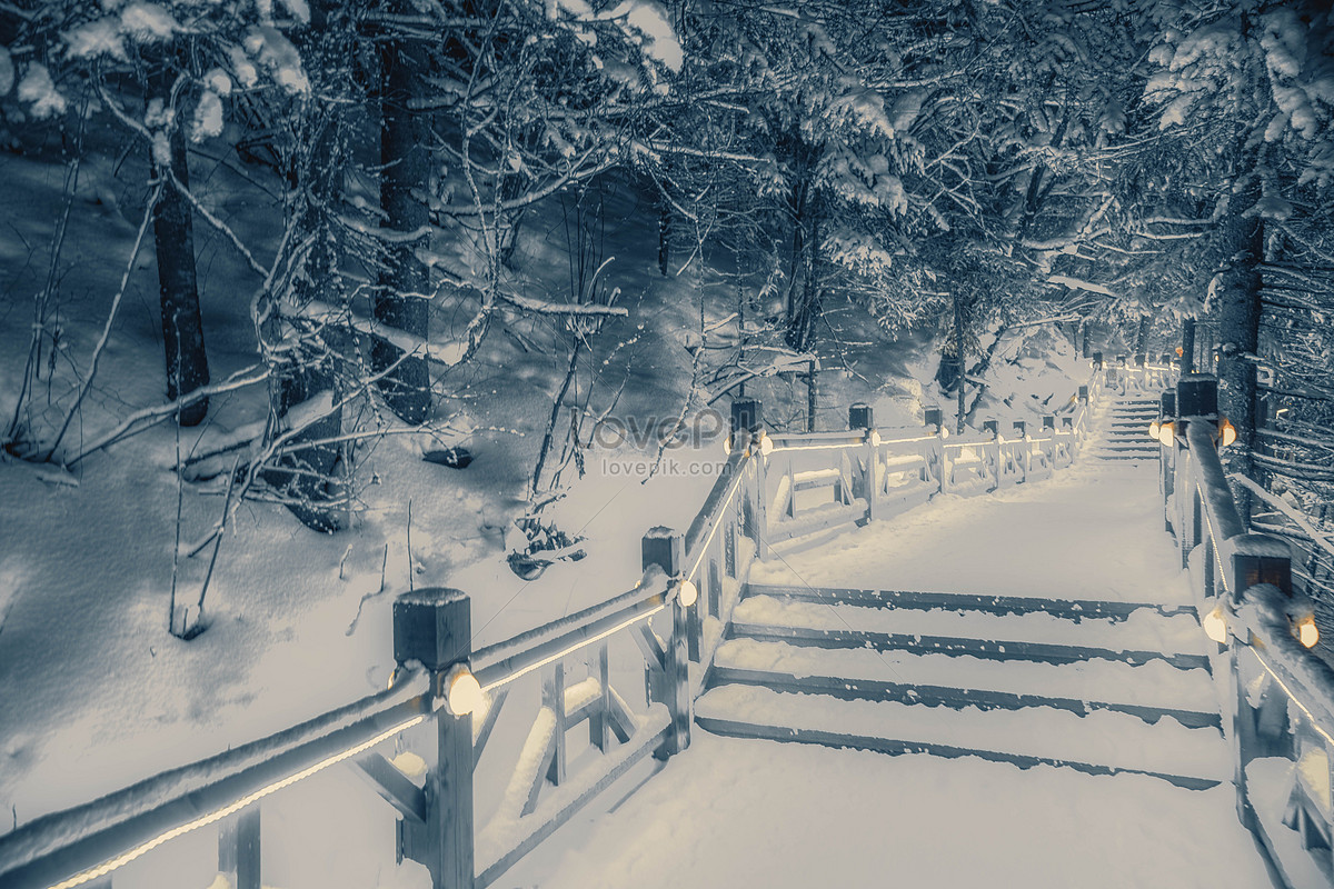 Forest Snow Scene At Night Picture And Hd Photos Free Download On Lovepik