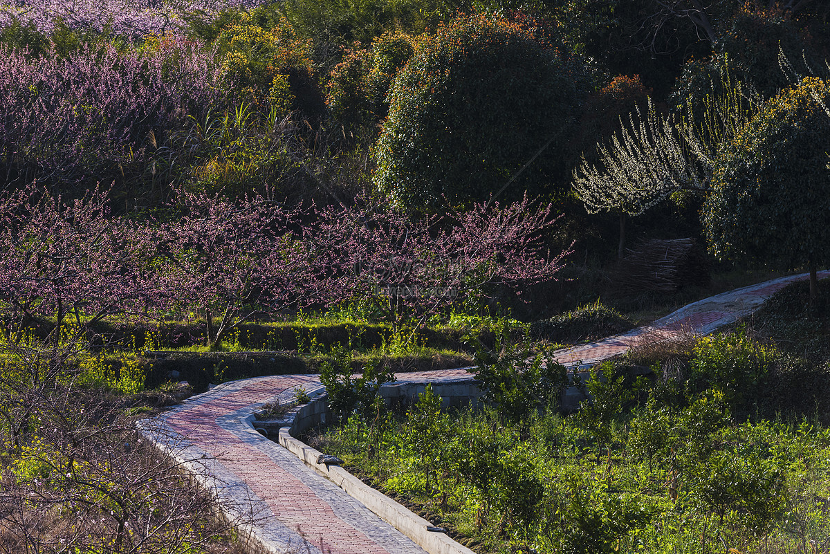 En El Lugar Donde Florecen Las Flores De Durazno Foto | Descarga Gratuita  HD Imagen de Foto - Lovepik