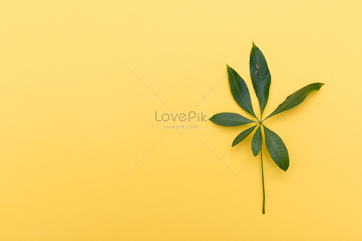 Yellow Background Images, HD Pictures For Free Vectors Download -  