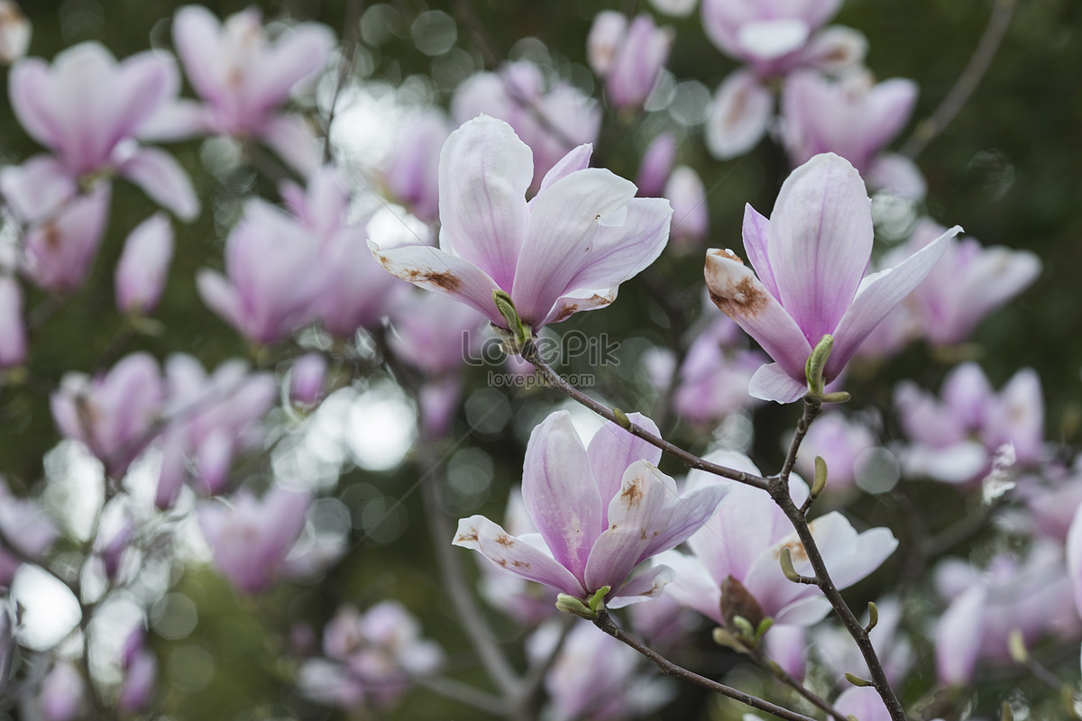 Magnolia Picture And HD Photos | Free Download On Lovepik