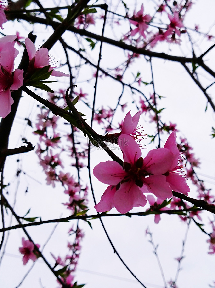 Peach Blossom Picture And HD Photos | Free Download On Lovepik