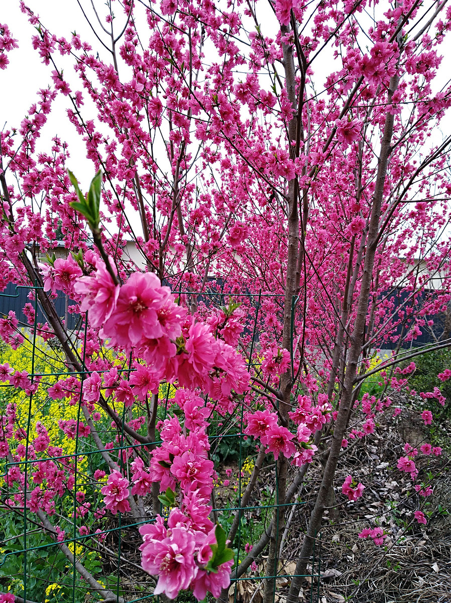 Flor De Durazno Foto | Descarga Gratuita HD Imagen de Foto - Lovepik