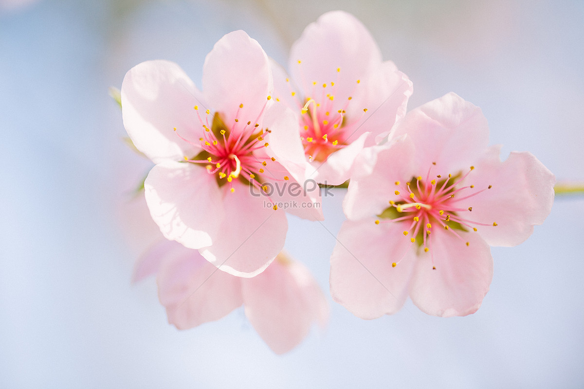 복숭아 꽃 사진 무료 다운로드 - Lovepik