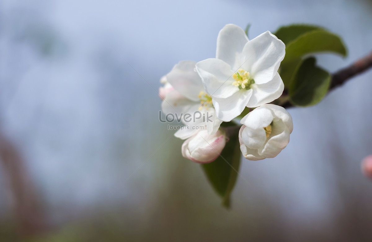 Pear Blossom Picture And HD Photos | Free Download On Lovepik