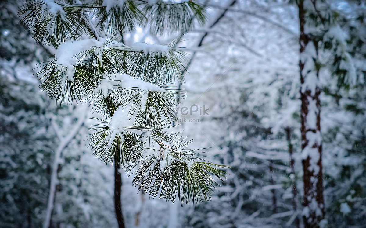 冬は雪で覆われた松の枝 写真素材フリー 背景 小さな 美しい 画像無料ダウンロード Lovepik