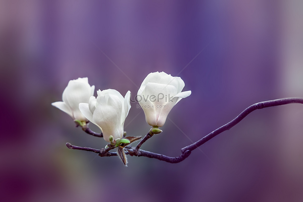 Sueño Púrpura Magnolia Foto | Descarga Gratuita HD Imagen de Foto - Lovepik