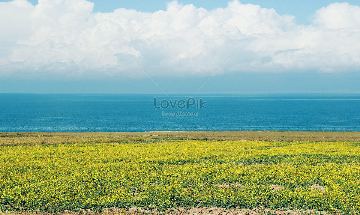 Оз рапс. Qinghai Lake.