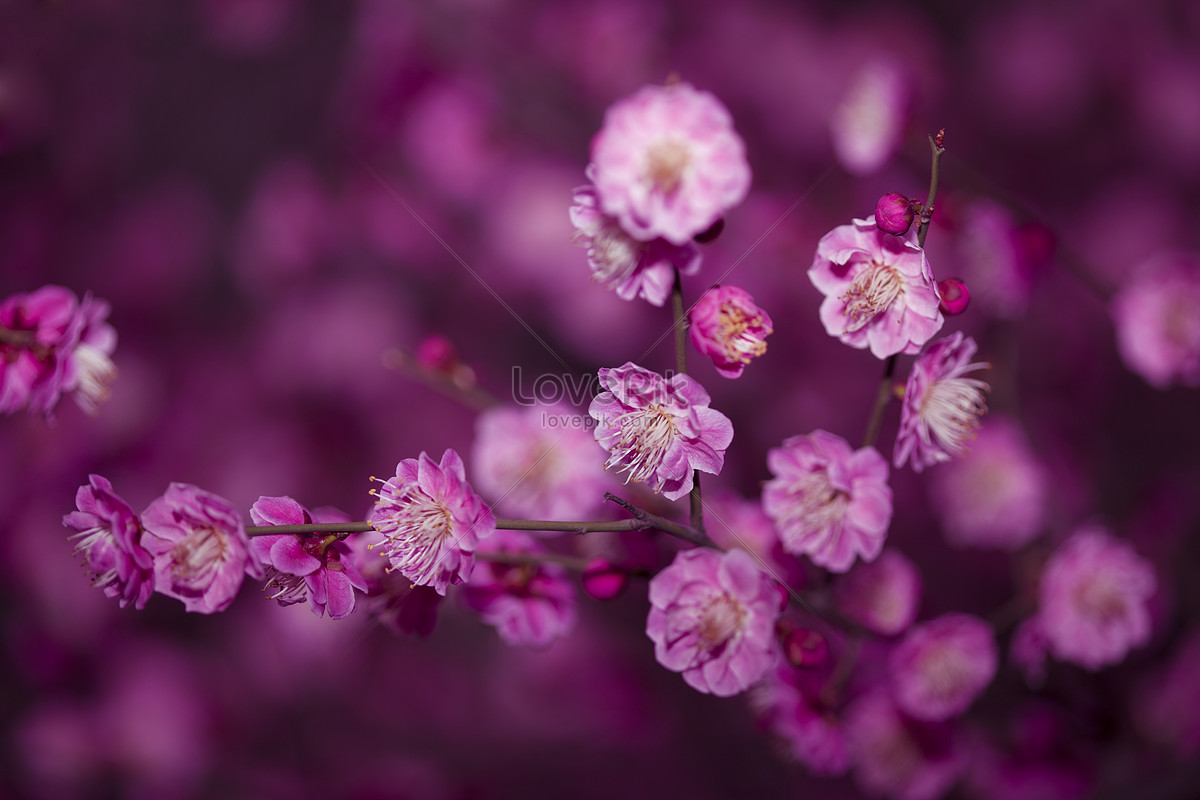 more-plum-blossoms-free-stock-photo-public-domain-pictures