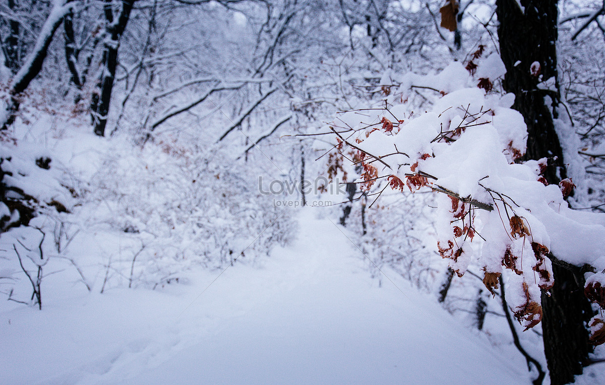 Chiêm bái cảnh tượng Ảnh đường mòn rừng tuyết mùa đông, bạn sẽ cảm nhận được sức mạnh thiên nhiên và tận hưởng hơi thở trong lành giữa không khí tuyết phủ. Đây chắc chắn sẽ là một trải nghiệm đầy cảm xúc và đọng lại dấu ấn đặc biệt trong trái tim bạn.