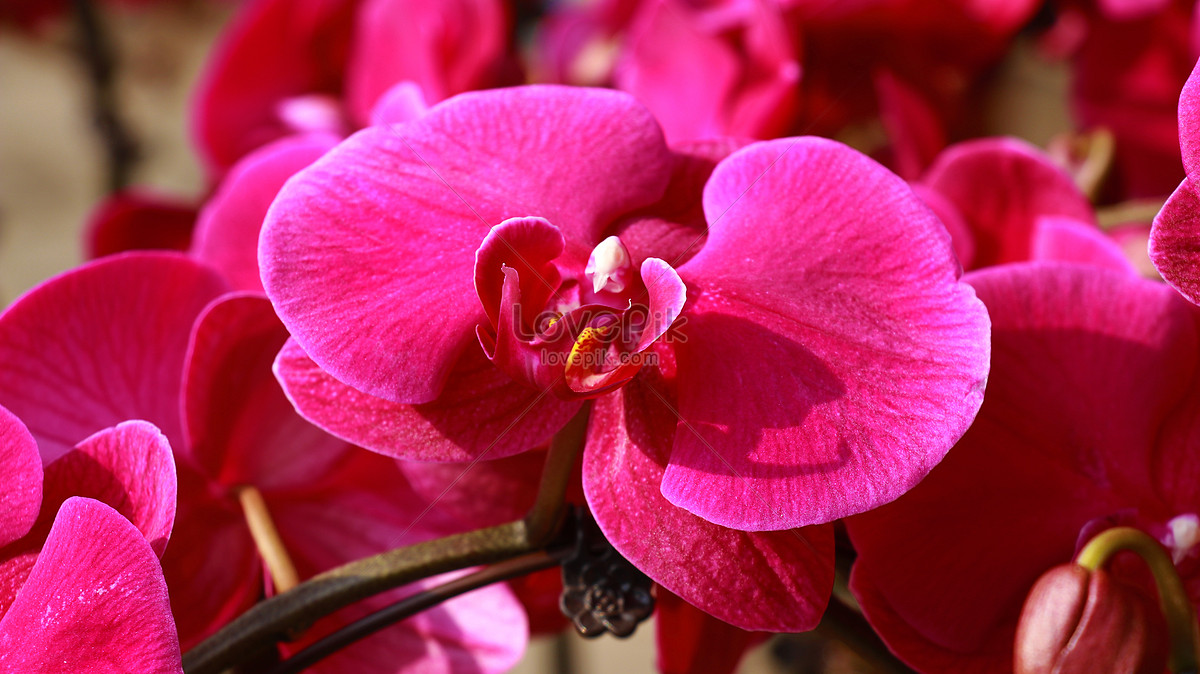 Flores Rosas De Primavera Foto | Descarga Gratuita HD Imagen de Foto -  Lovepik