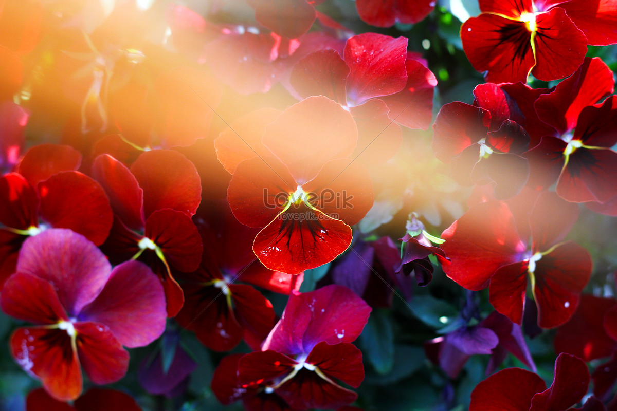 Hermosas Flores De Primavera Foto | Descarga Gratuita HD Imagen de Foto -  Lovepik