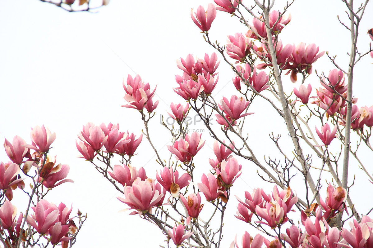 Flor De Magnolia Rosa En Primavera Foto | Descarga Gratuita HD Imagen de  Foto - Lovepik