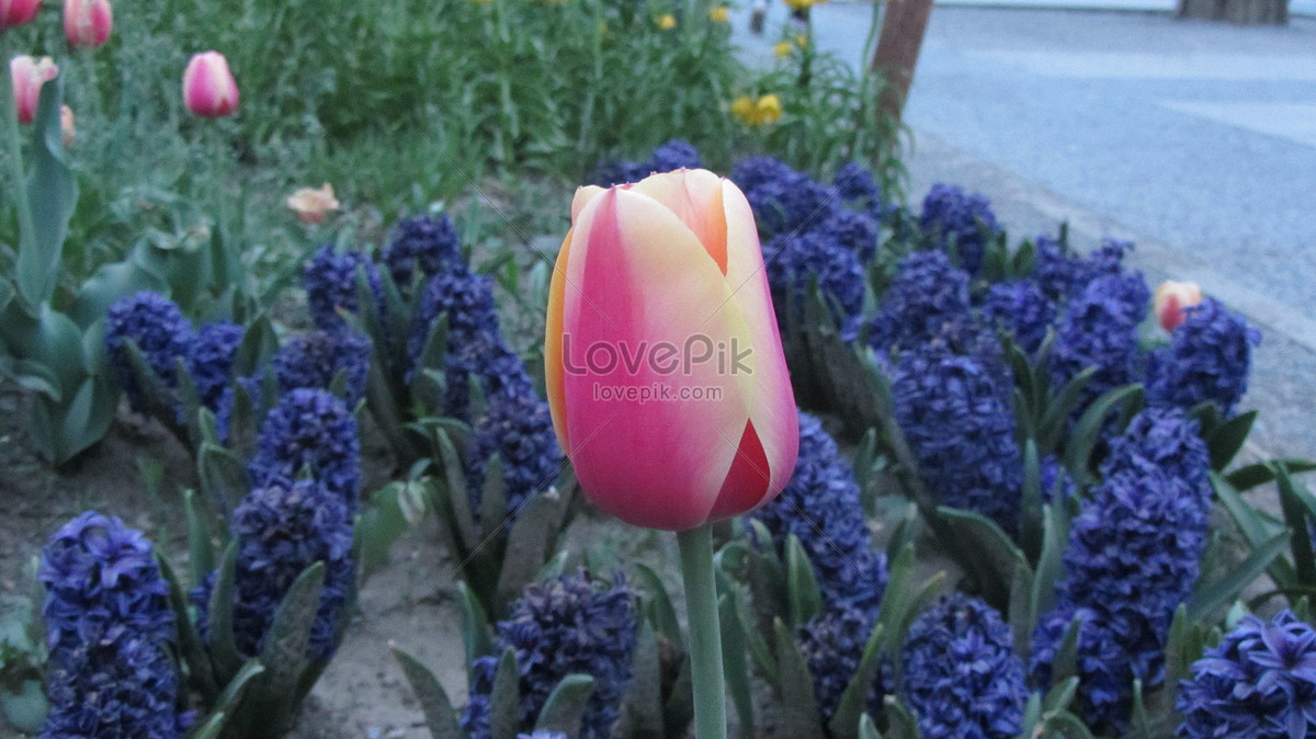 Tulipanes Floreciendo Foto | Descarga Gratuita HD Imagen de Foto - Lovepik