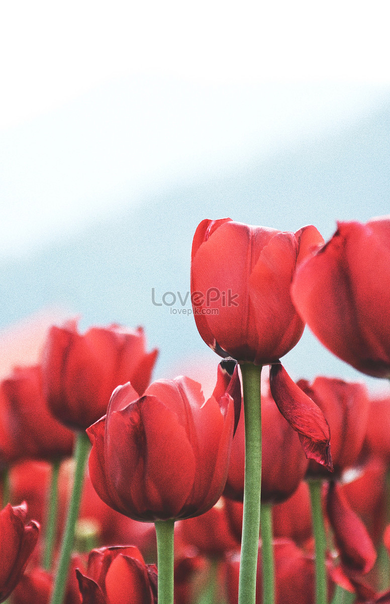 ảnh Bối Cảnh Hình Nền Hoa Tulip Tải Xuống Miễn Phí, hình họa hoa, bầu ...