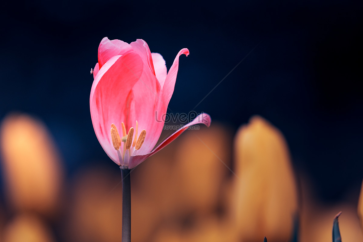 ảnh Hình ảnh Hoa Tulip Tải Xuống Miễn Phí, ảnh hoa tulip, màu sắc ...