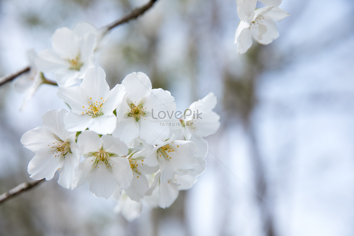 Flores De Cerezo Blancas En Flor De Primavera Foto | Descarga Gratuita HD  Imagen de Foto - Lovepik