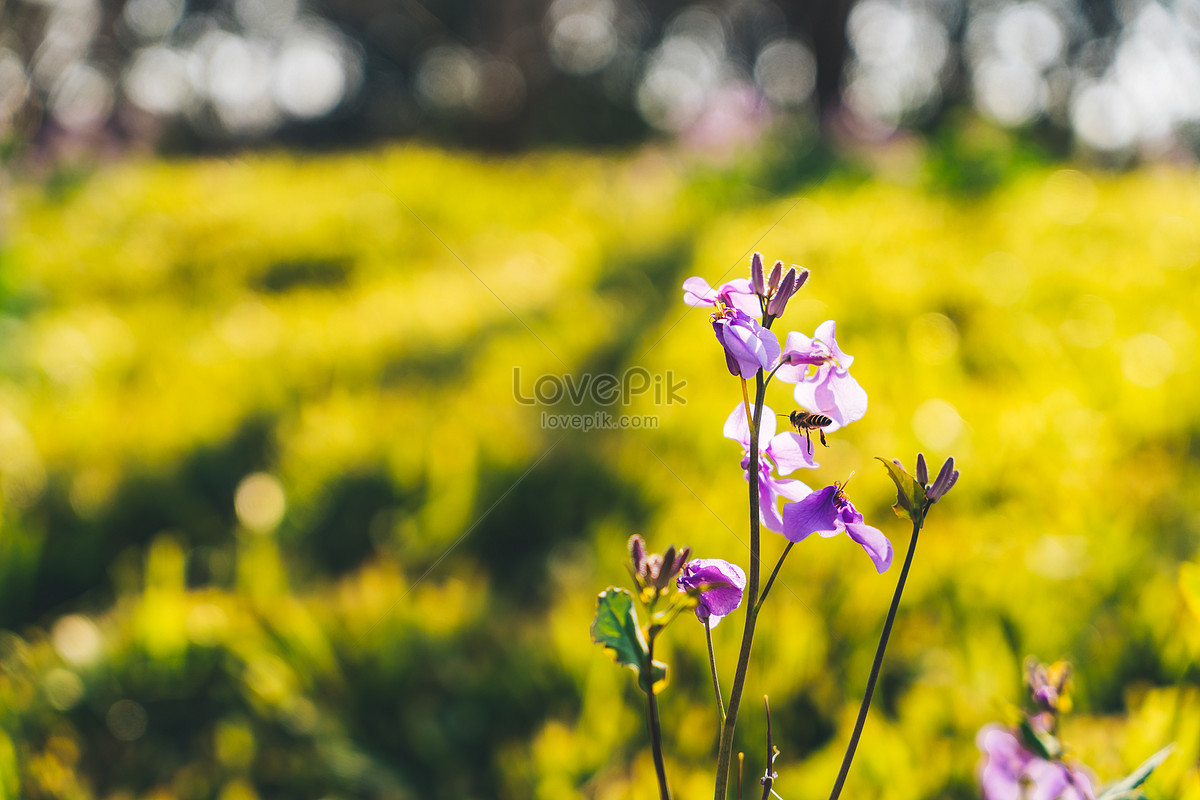 Flores Silvestres En El Parque De Primavera Foto | Descarga Gratuita HD  Imagen de Foto - Lovepik