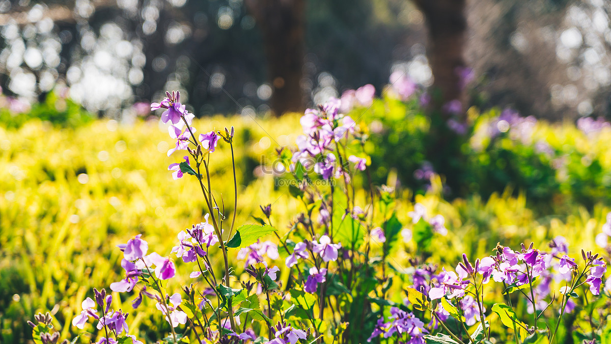 Flores Silvestres En El Parque De Primavera Foto | Descarga Gratuita HD  Imagen de Foto - Lovepik