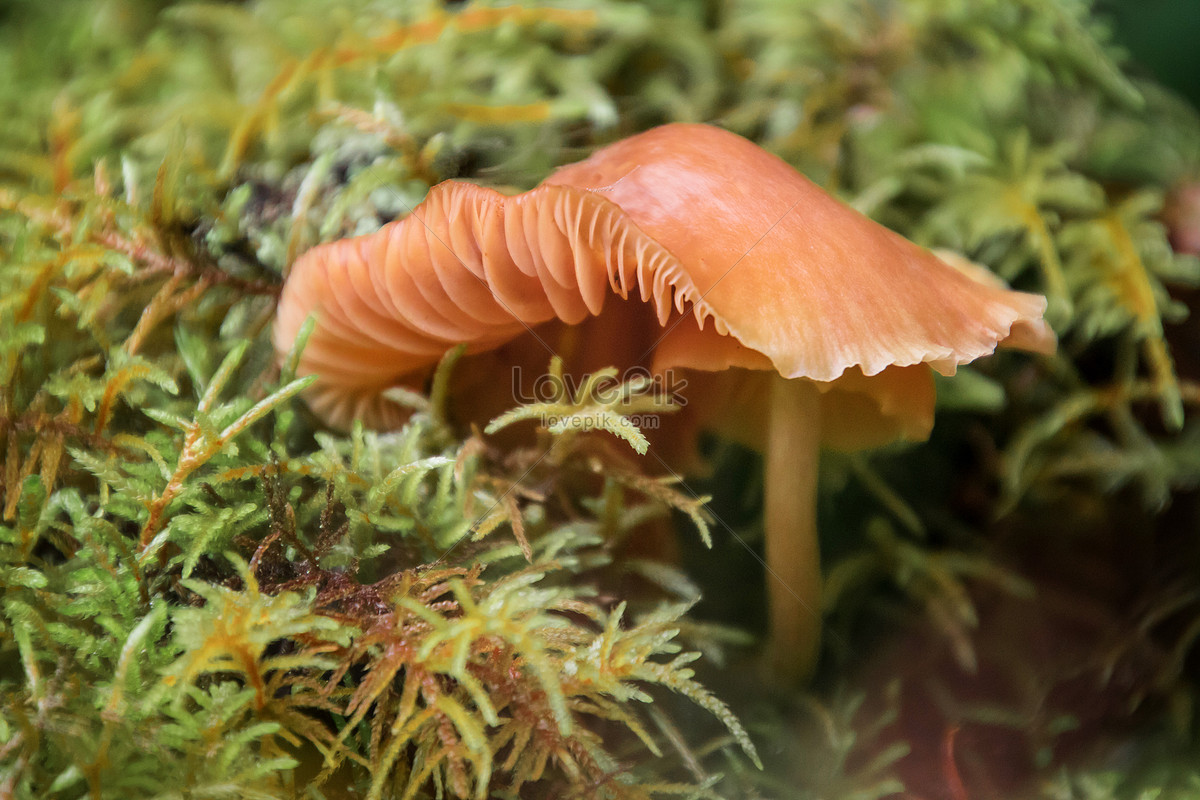 食材干榛蘑蘑菇高清摄影大图-千库网