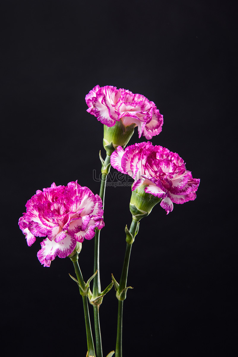 Hoa cẩm chướng nền đen mang lại sự huyền bí và quyến rũ cho bất kỳ không gian nào. Xem hình ảnh để khám phá thêm vẻ đẹp lạ lùng của chúng.