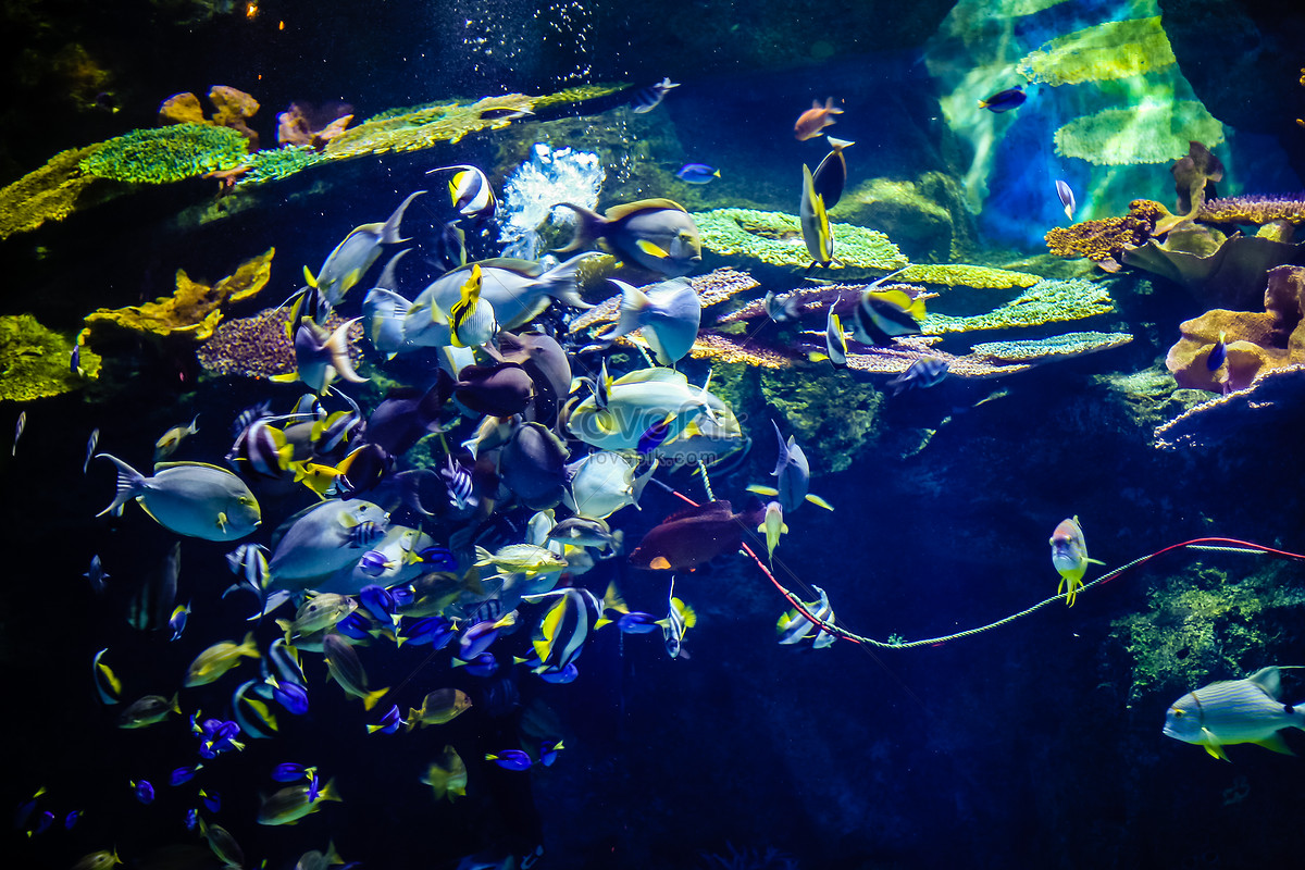 Fish World Under The Sea Picture And HD Photos | Free Download On Lovepik