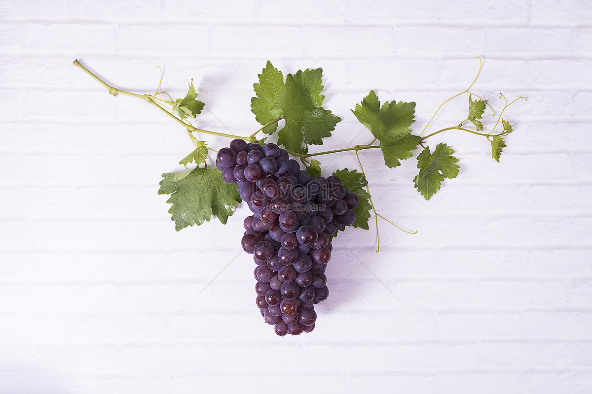 Виноград вывеска. Топчут виноград для вина. Raw Wine. Фото красные листья винограда с тенями на белой стене. Виноград вино 7 букв