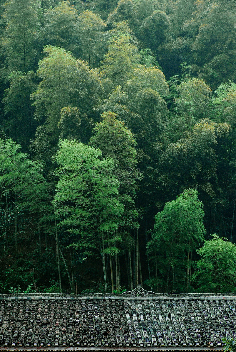 Bosque De Guizhou Zhaizhai Foto | Descarga Gratuita HD Imagen de Foto ...