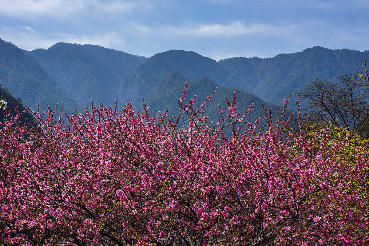 Peach Blossom Mountain Picture And HD Photos | Free Download On Lovepik