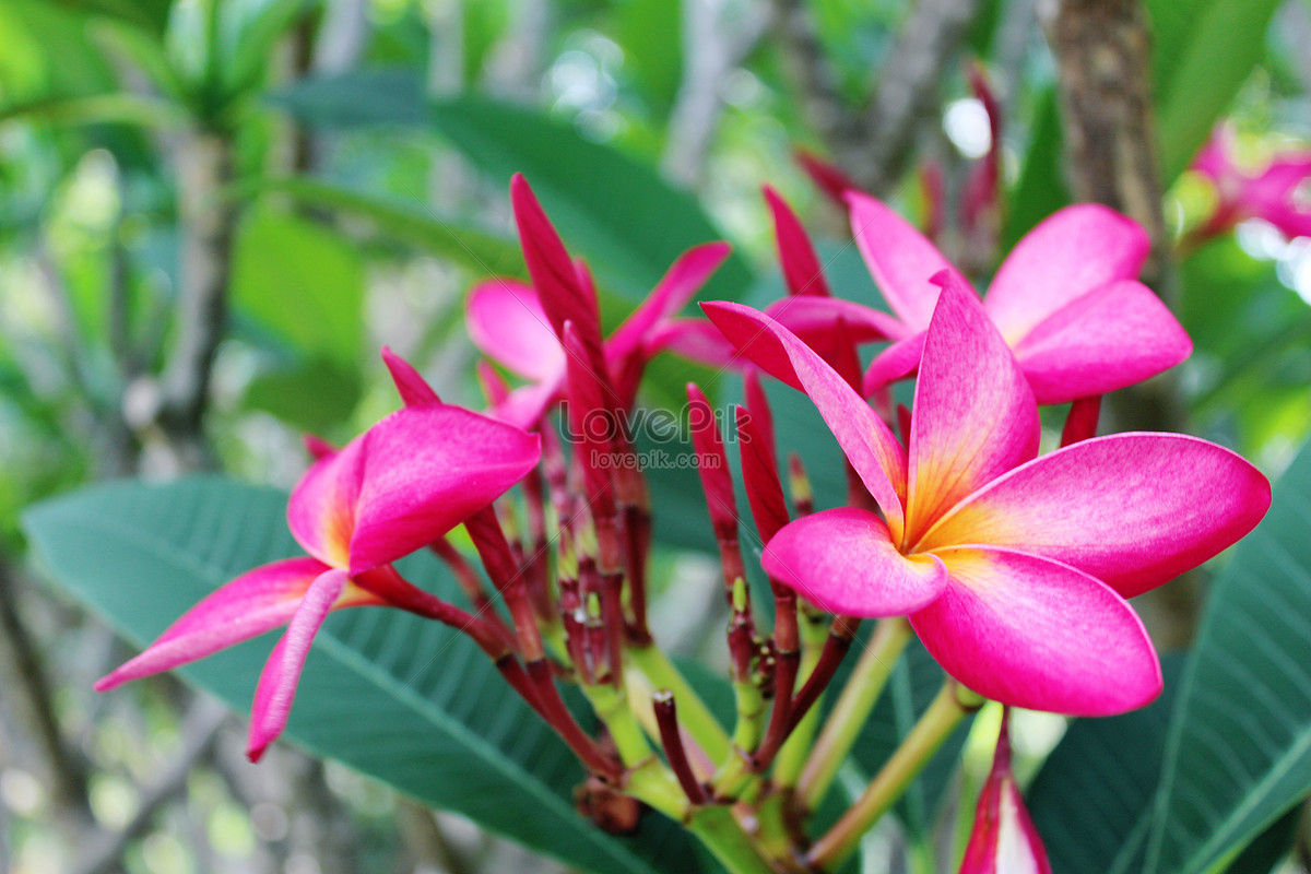 Plumeria Rubra