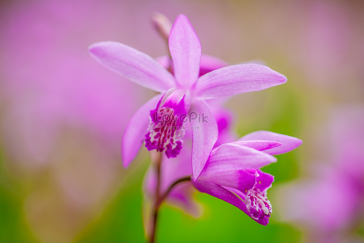 Flores Blancas Y Moradas Foto | Descarga Gratuita HD Imagen de Foto -  Lovepik