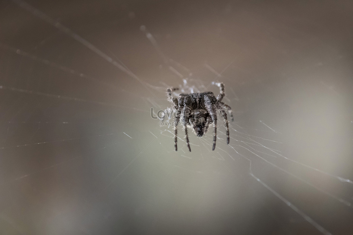 Spiders That Weave Webs To Hunt Picture And HD Photos | Free Download ...