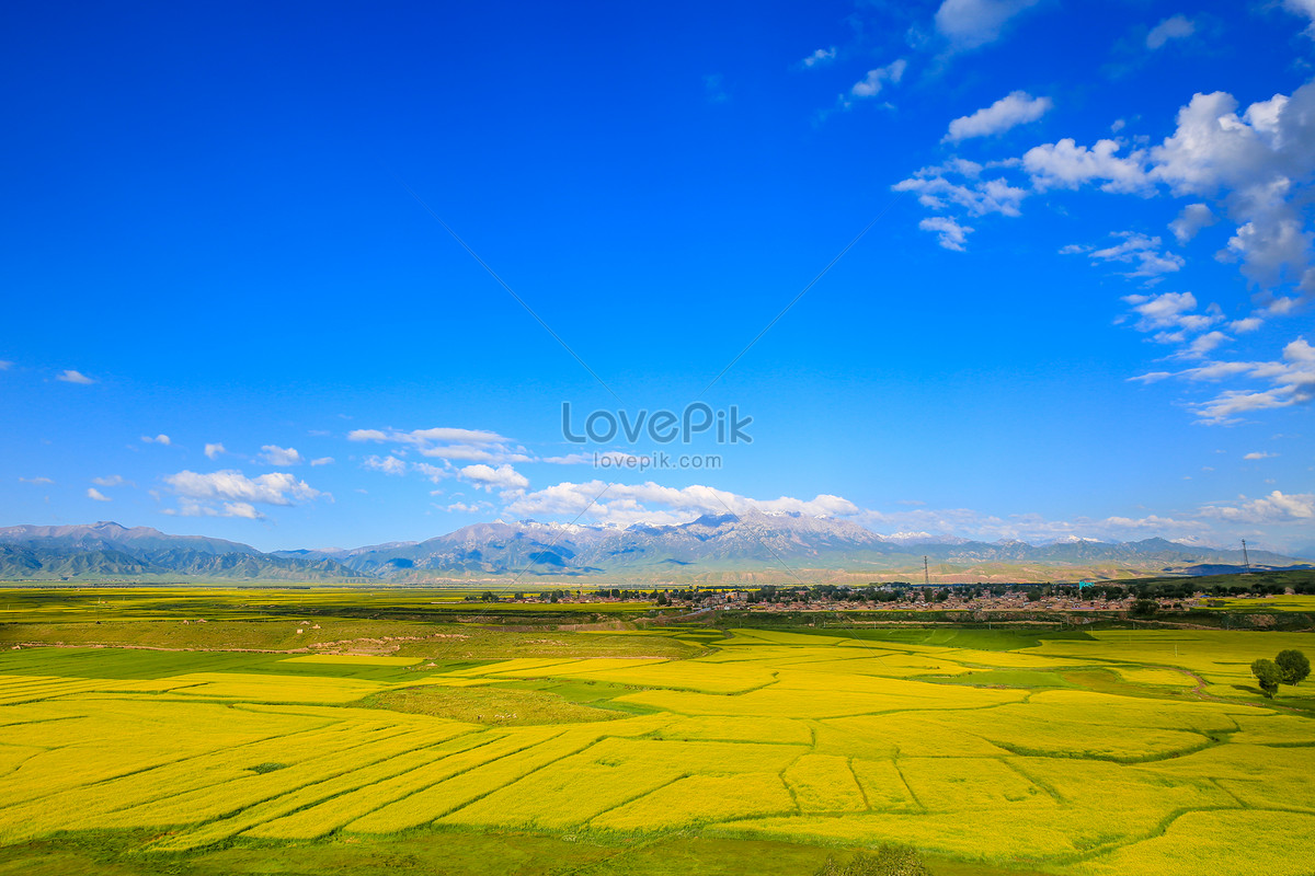 Summer Rapeseed Flowers In Zhangye Gansu Picture And HD Photos | Free  Download On Lovepik