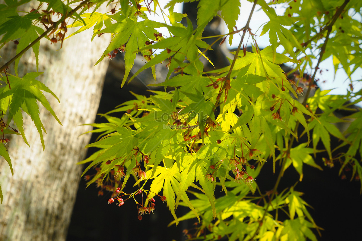 The Lion Lin Yuanlin The Maple Tree In The Sun Picture And HD Photos ...