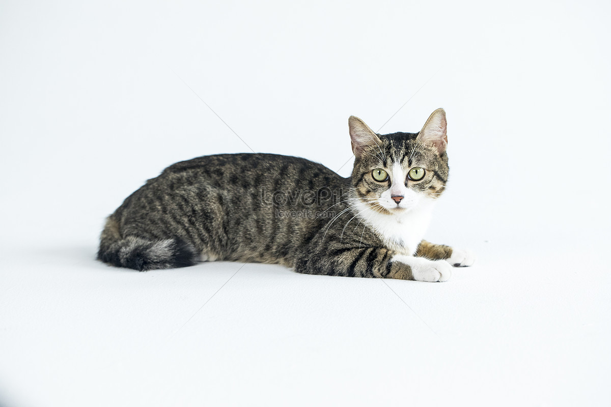 Bạn muốn tìm những bức ảnh mèo đáng yêu để làm background cho máy tính hay điện thoại của mình mà lại không muốn tốn tiền? Đến với trang web của chúng tôi, bạn sẽ có hàng trăm bức ảnh mèo miễn phí để lựa chọn và sử dụng. Hãy khám phá ngay thôi!