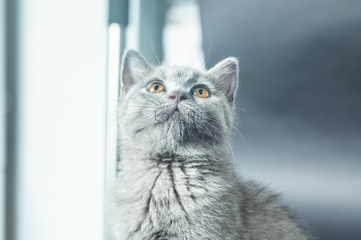 Cats Looking Up At The Sky Picture And HD Photos | Free Download On Lovepik