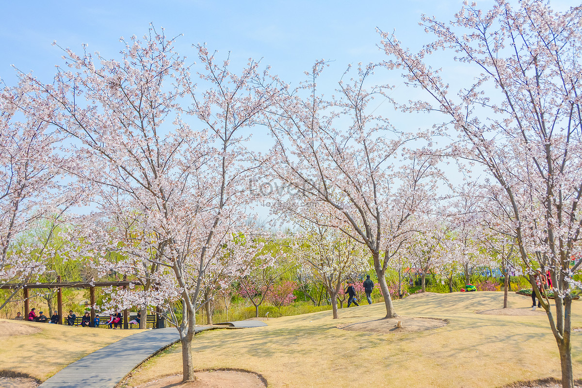 Blossoms shanghai. Баошань Шанхай. Шанхайская вишня. Шанхай парки.