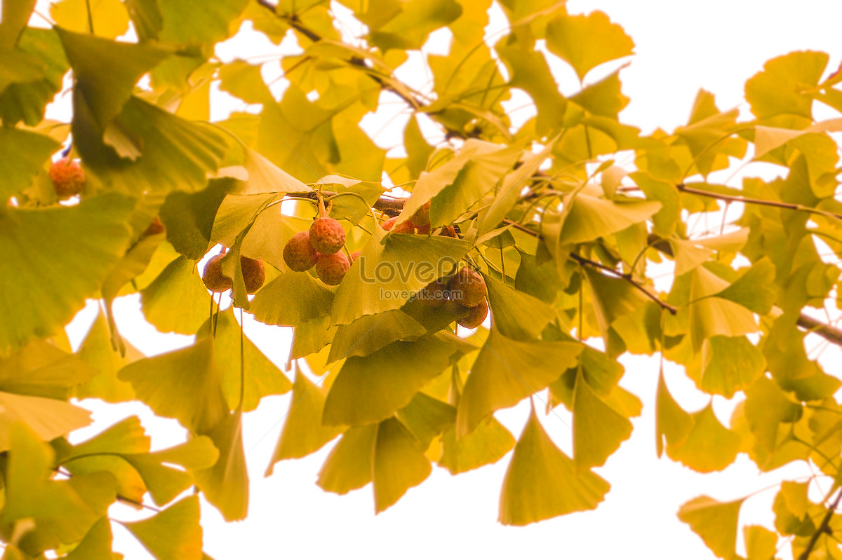은행나무 은행나무 가을 열매 사진 무료 다운로드 - Lovepik