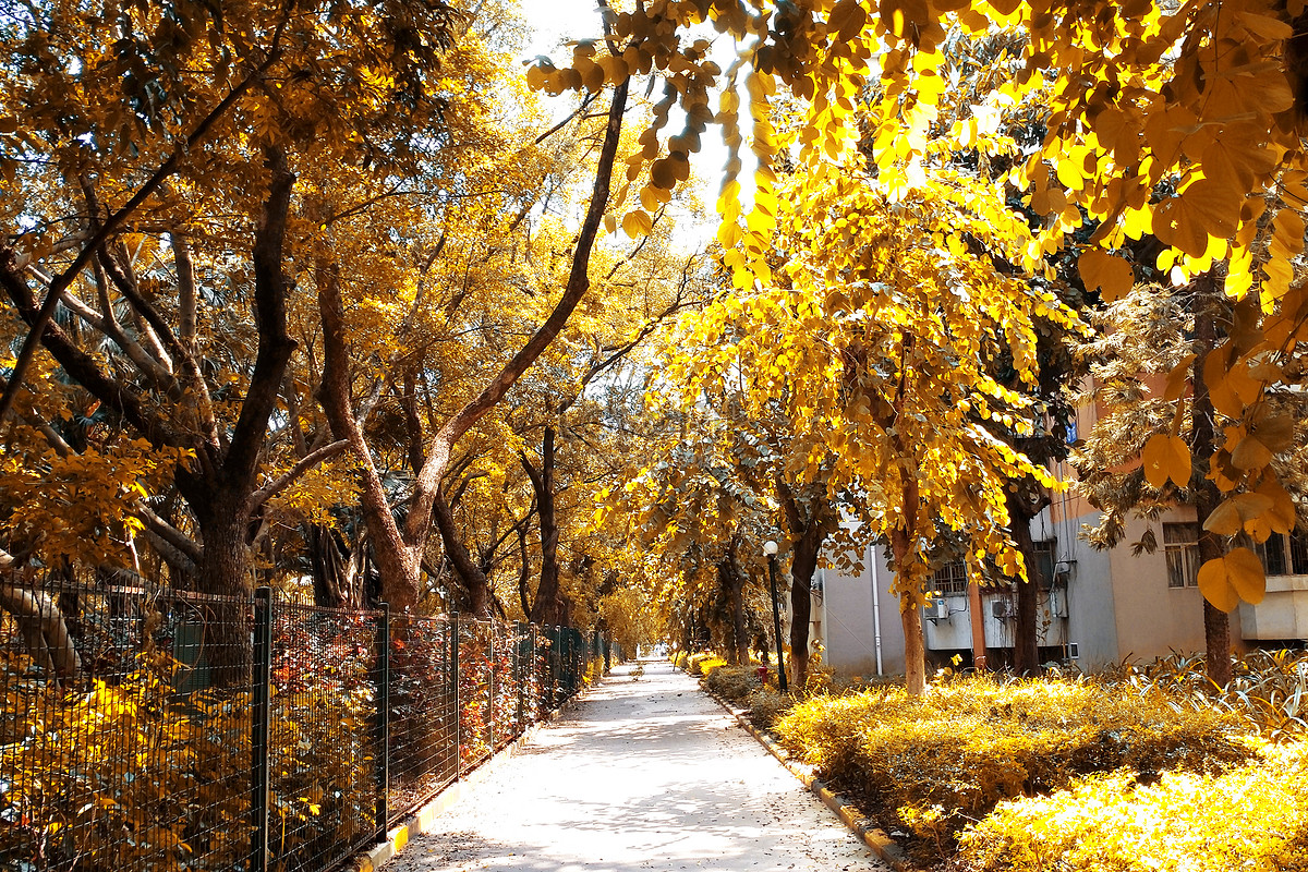 나뭇잎이 가을 길 잔디 아름다운 풍경 사진 무료 다운로드 - Lovepik