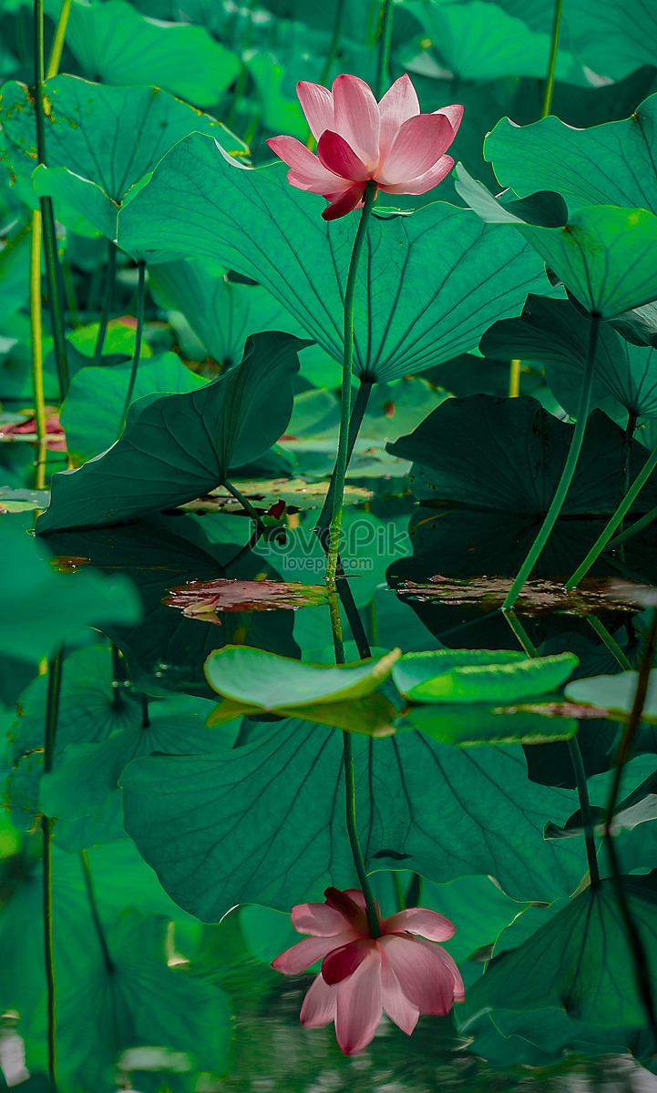 Lotus Flower Picture And Hd Photos 